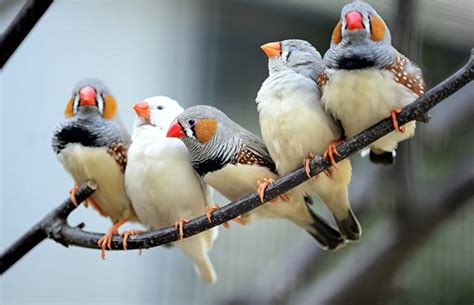 可以養的鳥|適合愛鳥人士的10種寵物鳥 聰明又愛親近人